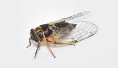 Cicadatra