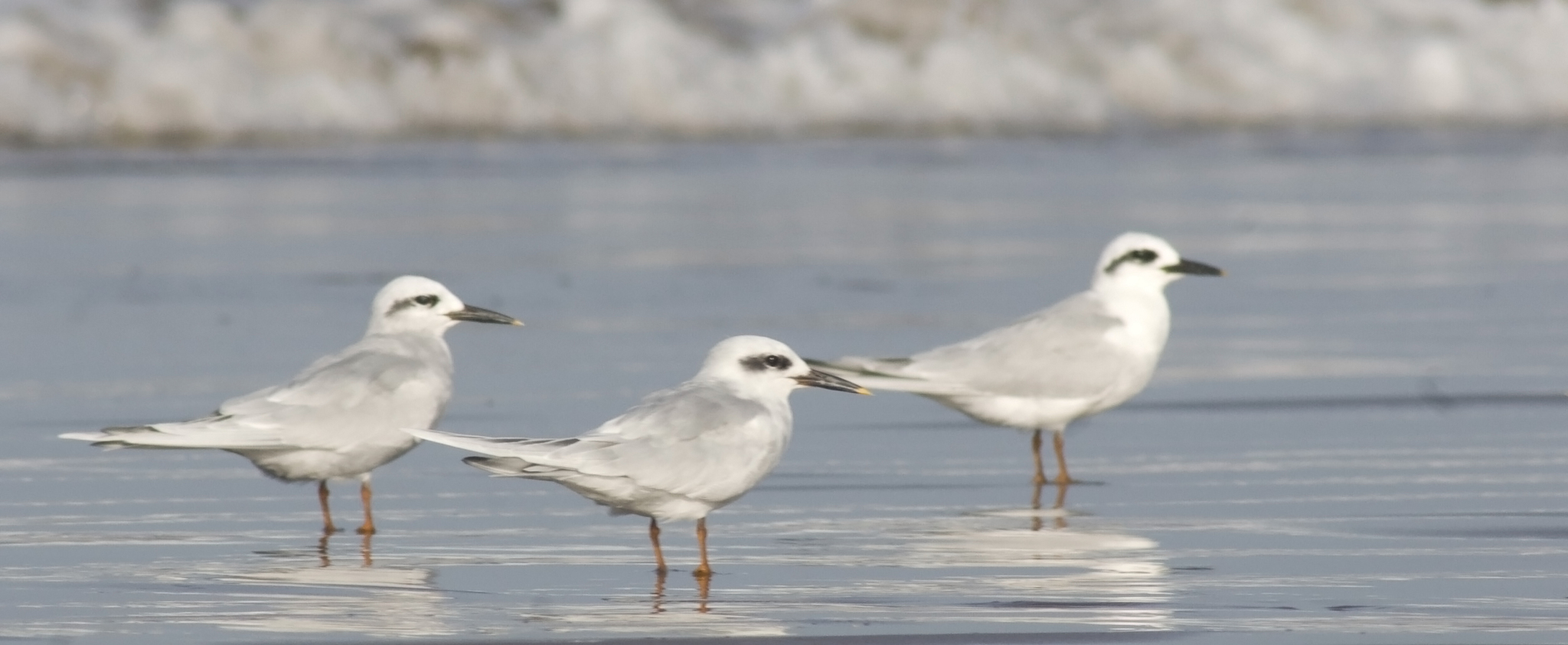 Snowy-crowned Tern illustration