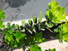 Machilus obovatifolia