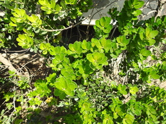 Machilus obovatifolia