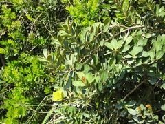 Machilus obovatifolia