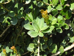 Machilus obovatifolia