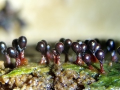 Trichia botrytis