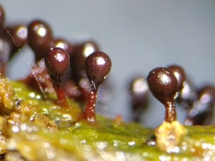 Trichia botrytis