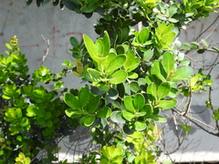Machilus obovatifolia