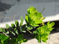 Machilus obovatifolia