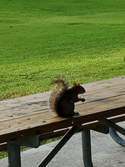 Sciurus carolinensis