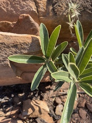 Euclea natalensis angustifolia