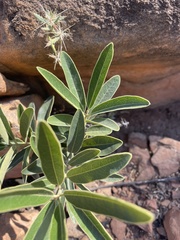 Euclea natalensis angustifolia