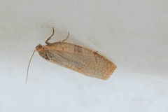 Aphelia alleniana