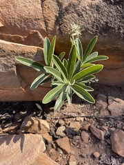 Euclea natalensis angustifolia