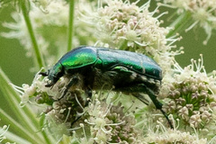 Cetonia aurata