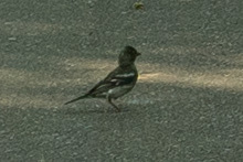 Fringilla coelebs