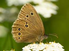 Aphantopus hyperantus