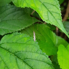 Dicranomyia pulchripennis
