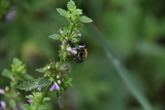 Bombus pascuorum