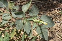 Datura innoxia