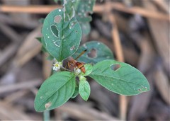 Antodynerus limbatus