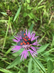Zygaena angelicae