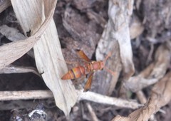 Antodynerus limbatus