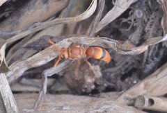 Antodynerus limbatus