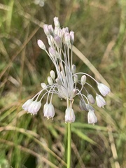 Allium podolicum