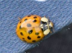 Harmonia axyridis