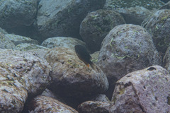 Plectroglyphidodon gascoynei