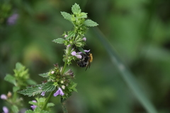 Bombus pascuorum