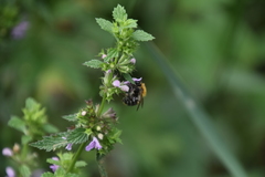 Bombus pascuorum