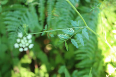 Pimpinella major