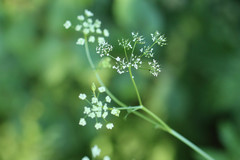 Pimpinella major
