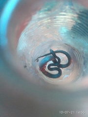 Lycodon travancoricus