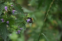Bombus pascuorum