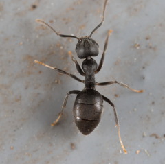 Technomyrmex brunneus