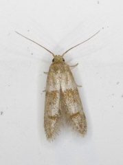 Blastobasis pulchella