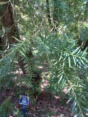 Podocarpus nubigenus