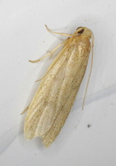 Glyphidocera