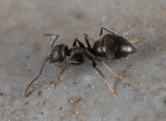 Technomyrmex brunneus