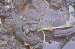 Planorbarius corneus