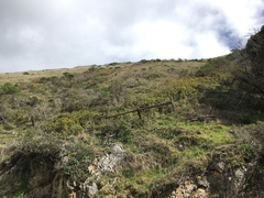 Berberis pinnata pinnata