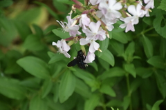 Xylocopa violacea