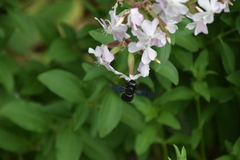 Xylocopa violacea