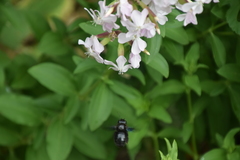 Xylocopa violacea