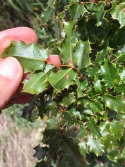 Berberis pinnata pinnata