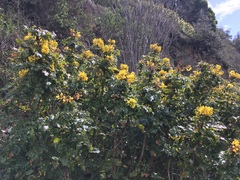 Berberis pinnata pinnata