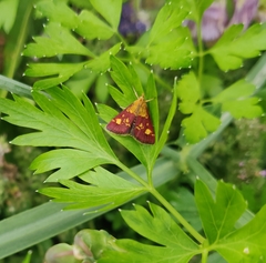 Pyrausta aurata