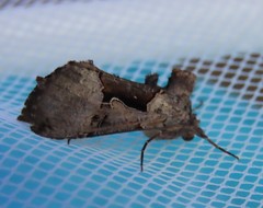 Autographa ampla