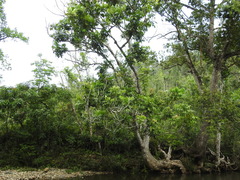 Protium fragrans