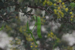 Acacia brachybotrya